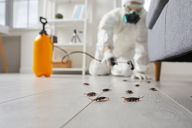 Commercial Rodent Management in New Market